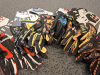 Fist Handwear Glove Mysterybox
